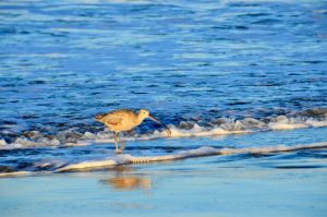 Sandpiper